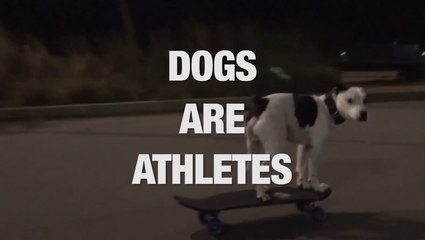 These Dogs Have Amazing Hidden Talents