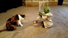 Yoda Cat