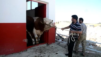 1 Ton 170 Kilogramlık Kurbanlık Boğa 19 Bin Liraya Satıldı
