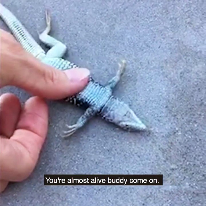 Woman gives CPR to a lizard