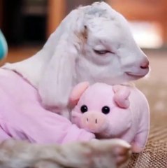 Just a baby goat cuddling his piggy