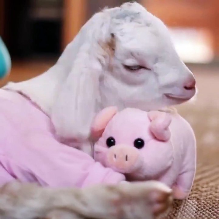 Just a baby goat cuddling his piggy