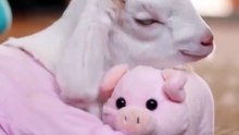 Just a baby goat cuddling his piggy
