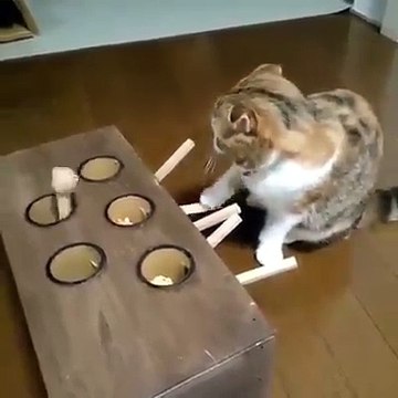 Quand un chat et un chien font le jeu de la taupe... Ahaha