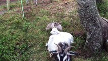 Ce bébé chèvre mordille l'oreille de son frère qui veut dormir... Trop mignon !