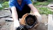Sauvetage d'un hérisson coincé dans une canalisation de Jardin en Russie !