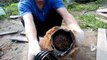 Sauvetage d'un hérisson coincé dans une canalisation de Jardin en Russie !