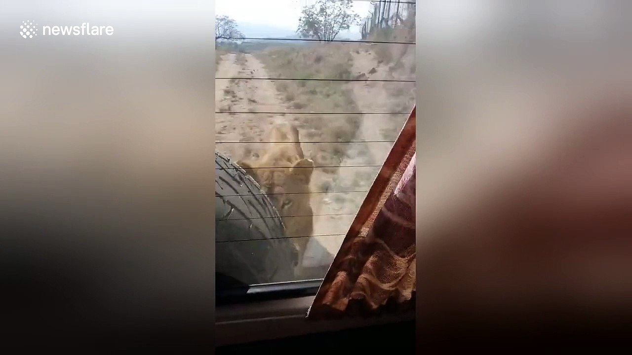 Wild lion attacks vehicle and bites spare tyre