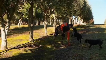 "هذا الصباح"-كلاب الصيد بأستراليا للبحث عن الكمأ الأسود