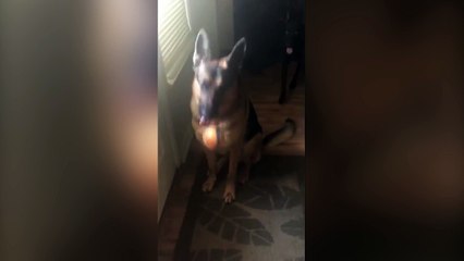 Ce chien veut absolument aller se promener !