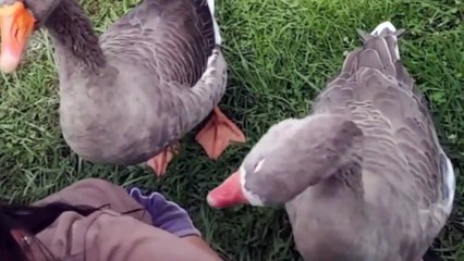 Ces oies adorent jouer avec les cheveux de leur propriétaire !