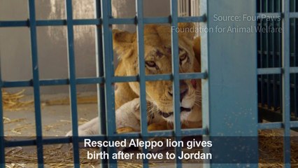 Rescued Aleppo lion gives birth after Jordan move