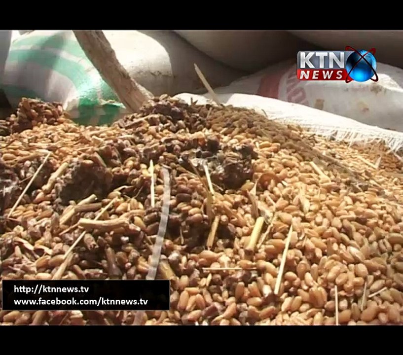 Wheat Report- Faiz Khoso- 13th  August 2017