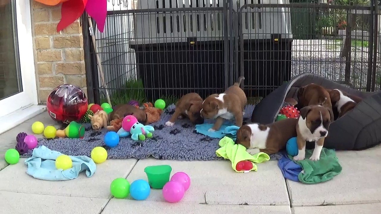 53ème Vidéo Le petit pétard n°1  de STAFFORDLAND