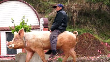 Farmer rides pig along busy road