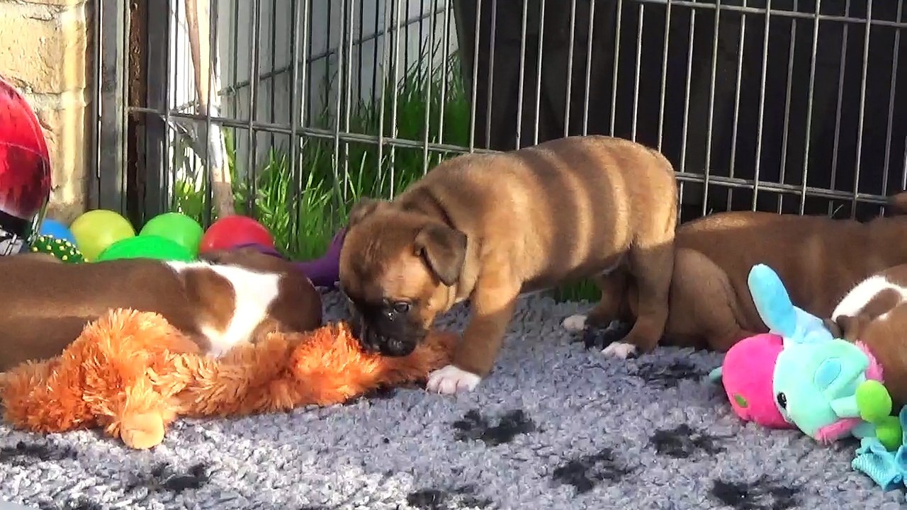 56ème Vidéo Le petit pétard n°5  de STAFFORDLAND