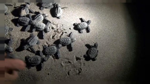 Шевели ластами: сотые доли процента