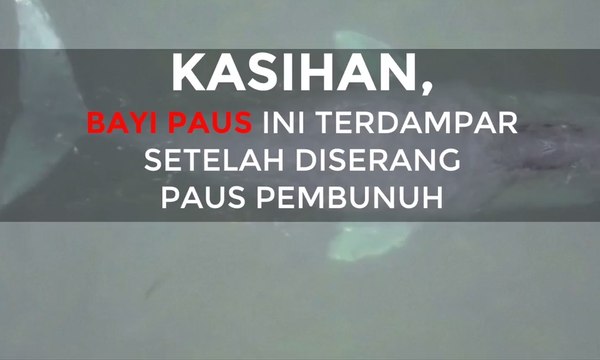 Bayi Paus Ini Terdampar setelah Diserang Paus Pembunuh