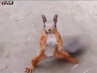 kuyruk kuyruk değil süpürge