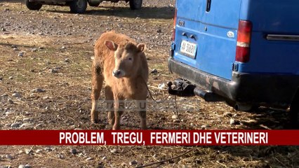 SHKODRA PA TREG TË LIÇENSUAR TË GJESË SË GJALLË