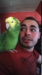 Amazon Parrot singing O Sole Mio by Luciano Pavarotti