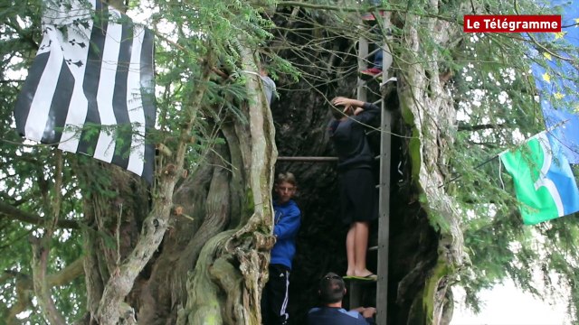 Yvignac-la-Tour (22). Insolite : à 58 dans un arbre, ils battent leur propre record