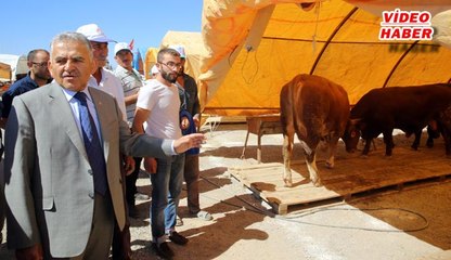 (15 Ağustos 2017) MELİKGAZİ'DE KURBAN PAZARI HAZIR
