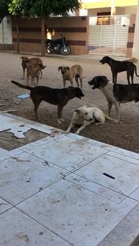 Mulher é mordida por cachorro e criança por pouco não foi atacada pelos cães