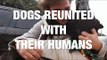 The Amazing Moments When Dogs are Reunited With Their Humans