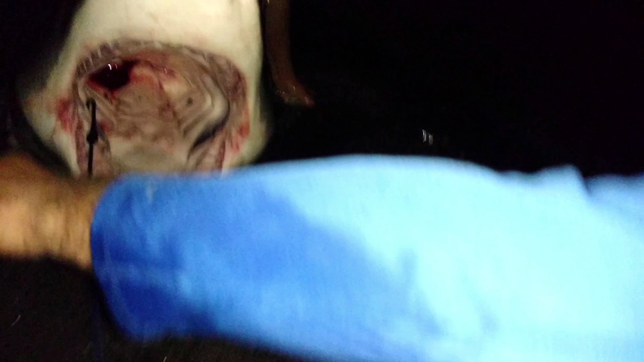 Fishermen Catch and Release Great White Shark