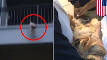 バルコニーから落ちた犬を、シーツ広げてキャッチ　米