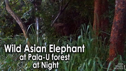 Wild Asian Elephant at Pala-U forest at Night