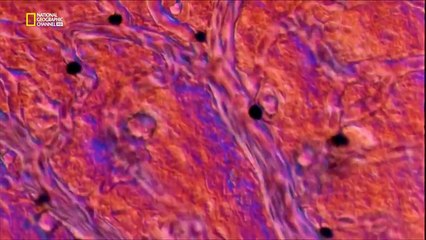 Élet az anyaméhben-Így fejlődnek a kiskutyák megtermékenyüléstől egészen a megszületésükig