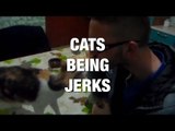 Cats are Amazing at Being Jerks