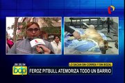 Villa El Salvador: vecinos denuncian que viven atemorizados por feroz perro de raza pitbull