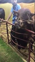 Tiger of Adeel Patel - Cow Mandi 2017 - Eid ul Azha 2017