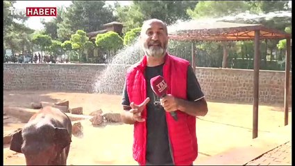 Sıcaktan bunalan filler çamurlu suyla serinledi
