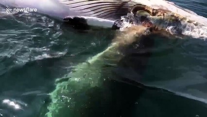 Great white feasts on whale carcass in front of tourists
