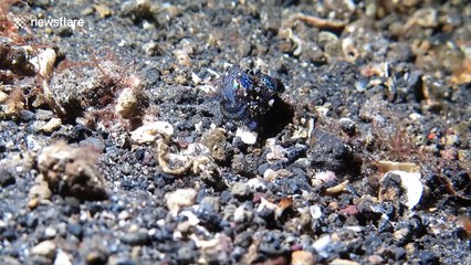 This tiny squid trying to hide is too cute