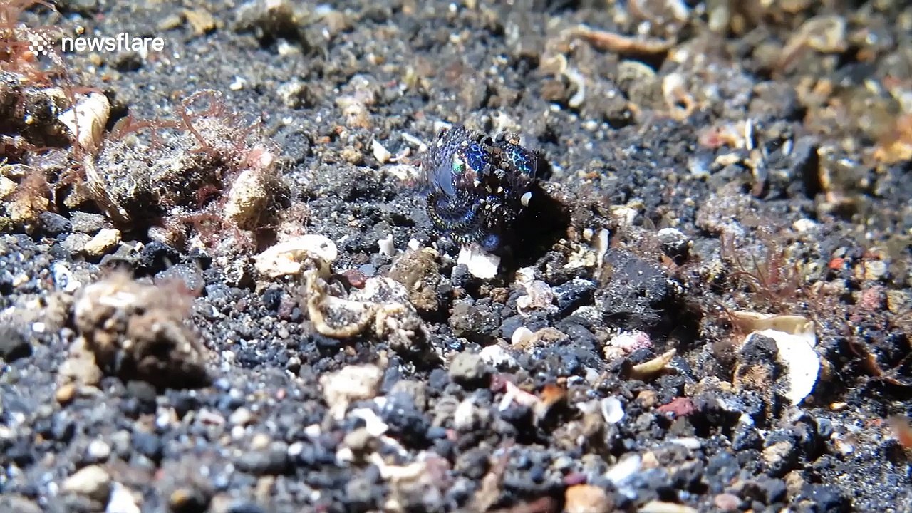 This tiny squid trying to hide is too cute
