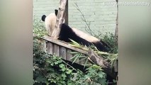 Edinburgh Zoo panda almost mauls its keeper