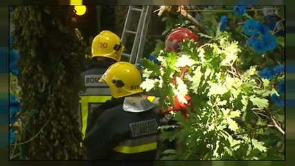 Procissão trágica na Madeira: Queda de árvore faz 11 mortos