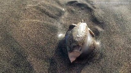 Moment killer sea snail devours hermit crab in seconds