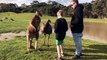 Australie : Un petit garçon reçoit un coup de poing en plein visage d'un kangourou