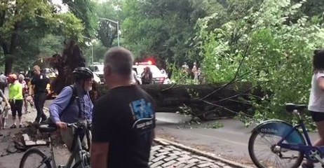 Tree Falls in NYC's Central Park Injuring 4, Reports Say