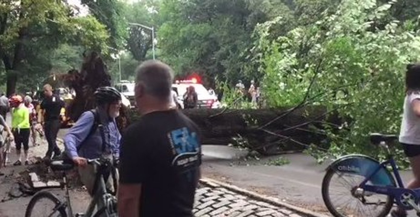 Tree Falls in NYC's Central Park Injuring 4, Reports Say
