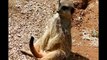 Funny Animals Funny Meerkats