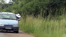 Large bull elephant brushes past car at wildlife park