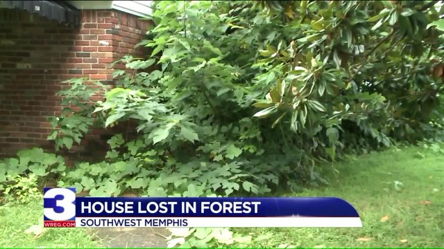 Neighbors Say Unkept Yards Are Turning Community into a Forest