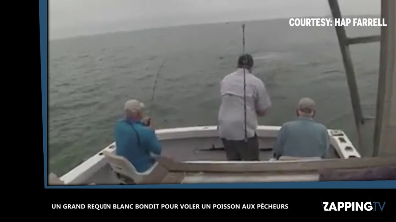 Un grand requin blanc bondit pour voler un poisson aux pêcheurs (vidéo)